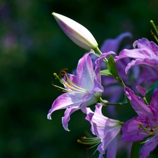 Purple, lilies