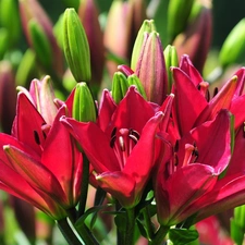 Red, lilies