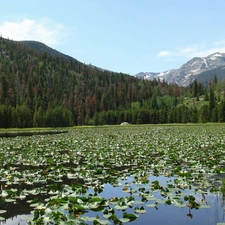 lilies, water, Mountains, woods, River