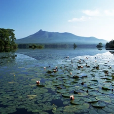 viewes, mountains, lilies, water, water, trees