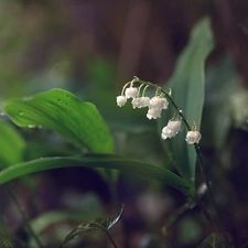 White, lilies