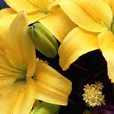 Yellow, lilies