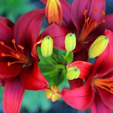 Claret, Lily