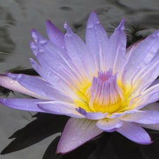 water, Colourfull Flowers, Lily