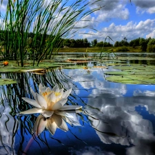 lake, water-lily