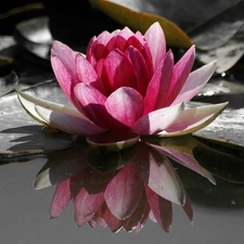 water-lily, water, Leaf
