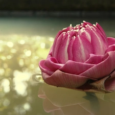 Pink, water-lily