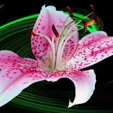Pink, Tiger lily