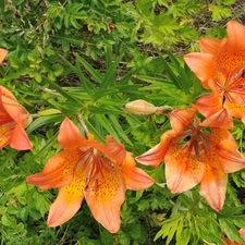 Orange, Tiger lily