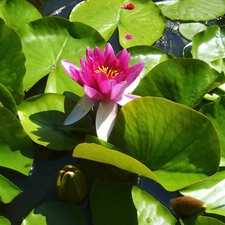 Pink, water-lily