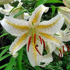 Tiger lily, Beauty, White