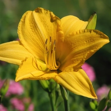 Yellow, lily