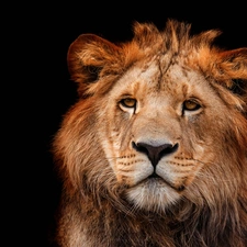 Lion, lion, black background, Head