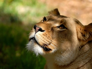 gazing, Lion