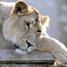 Resting, Lion