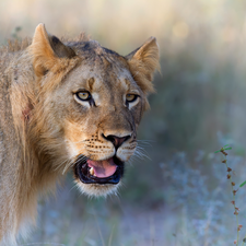 young, open, mouth, Lion