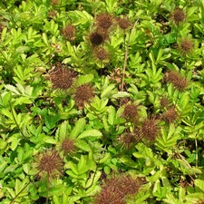 leaves, Acena Buchanana, little doggies