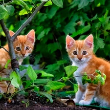 little doggies, Two cars, trees, Leaf, cats, red head