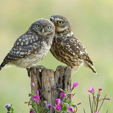 trunk, Flowers, Owls, Little Owl, Two