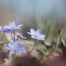 Blue, Flowers, cluster, Liverworts