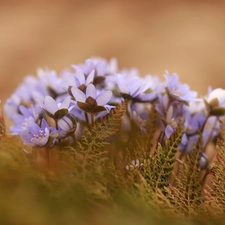 cluster, lilac, Flowers, Liverworts