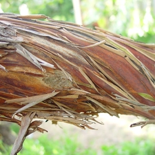 Palm, Lod on the beach