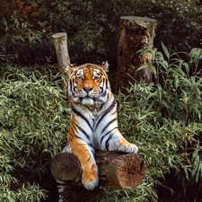 forest, tiger, Lod on the beach