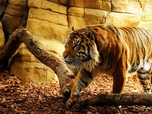 tiger, Logs