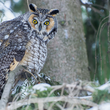 branch pics, owl, Long-eared Owl