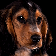 Cocker Spaniel, The look, Dark Background, muzzle