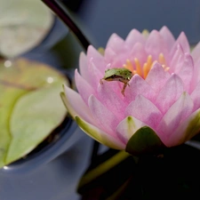 water-lily, Colourfull Flowers, frog