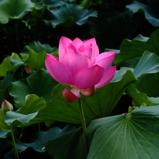 Leaf, Colourfull Flowers, lotus