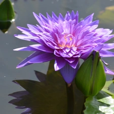 water-lily, Colourfull Flowers, Leaf