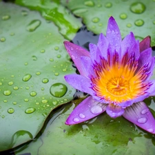 water-lily, Colourfull Flowers, Leaf