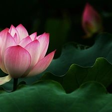 Flower. Lotus. Leaves