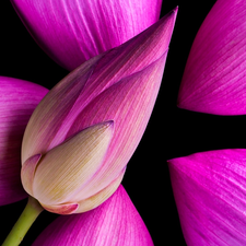 Pink, Colourfull Flowers, flakes, Dark Background, bud, lotus