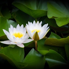 water-lily, White, Flowers
