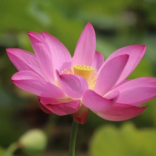 Pink, lotus, Leaf, Colourfull Flowers