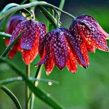 flash, ligh, drops, sun, Fritillaria meleagris, luminosity, dew