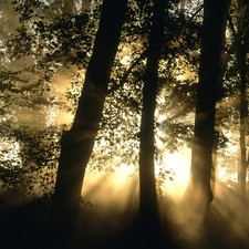 flash, ligh, trees, sun, Przebijające, luminosity, viewes