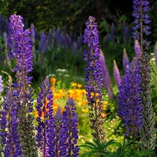 lupine, Meadow, Flowers