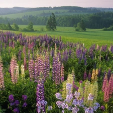 lupine, forest, Meadow