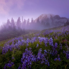 viewes, Mountains, Meadow, Washington State, lupine, Stratovolcano Mount Rainier, Mount Rainier National Park, The United States, Fog, trees