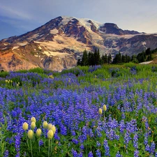 lupine, Mountains, Meadow