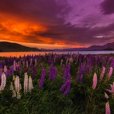 Meadow, New Zeland, Great Sunsets, Mountains, Tekapo Lake, lupine