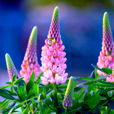 lupine, Flowers, Pink