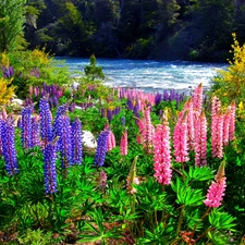 lupine, forest, River
