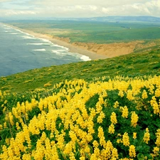 sea, Yellow, lupine, Coast