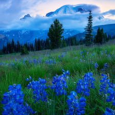 Mountains, Flowers, viewes, lupine, Meadow, trees, Fog