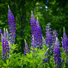 lupine, Flowers, Violet